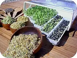 Automatic sprouter (greenhouse)
