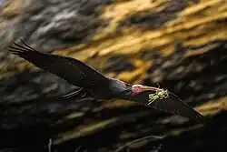 Northern bald ibis, near Cádiz, Andalusia (reintroduced)