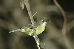 Adult female