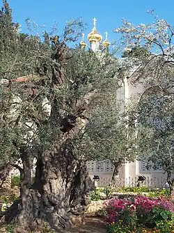 The Garden of Gethsemane in Jerusalem in 2006, with the Russian Orthodox Church of Mary Magdalene in the background. According to biblical texts, Jesus and his disciples are said to have prayed here the night before his crucifixion.