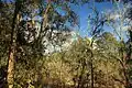 Tree line