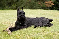 A black dog lying on grass with a dog toy in its paws