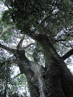 O. c. subsp. macrocarpa, large forest specimen