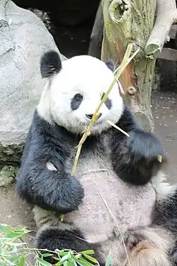 Gao Gao, a male giant panda, eating bamboo at the San Diego Zoo
