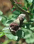 Larva