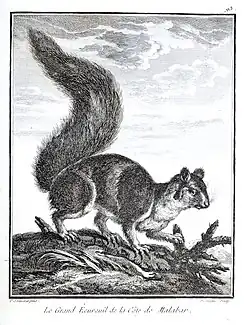 Malabar giant squirrel