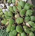 Gibbaeum nuciforme
