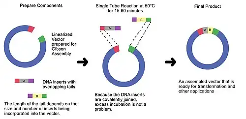 This diagram of the Gibson Assembly shows a three step process: the linearized vector and DNA inserts prepped for assembly, the tails of the DNA inserts overlapping with each other and the vector, and the final product.