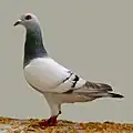 Silver bar Gier