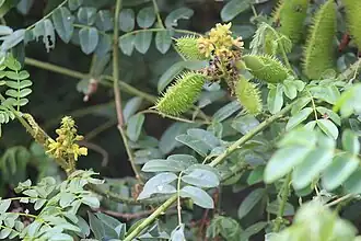 Flowers & immature fruit
