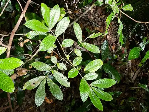 Foliage