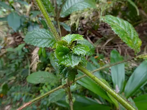 Stipules