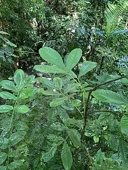Habit