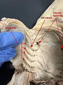 Image 6A ventral dissection of a pregnant female dogshark exposing its internal gill slits and internal spiracles. (from Shark anatomy)