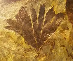 Fossil of Ginkgo huttoni. Photo taken at Naturalis Museum in Leiden, The Netherlands.