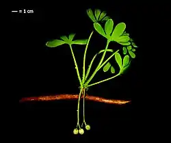 Extinct Ginkgo yimaensis[54]