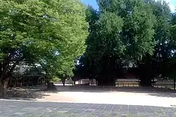 Ginkgos planted in Sungkyunkwan University