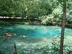 swimmers in Ginnie Springs