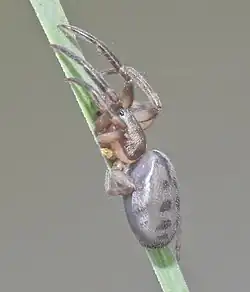Gippsicola robusta
