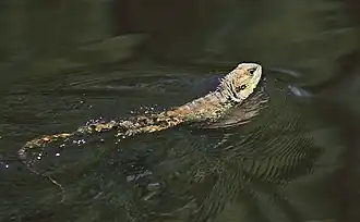 Swimming across river in Melbourne