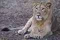 Asiatic lions occur in and around Gir Forest National Park