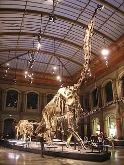 Image 21The Dinosaur Hall of the Naturkundemuseum, Berlin, showing the skeleton of Giraffatitan brancai, among the largest mounted skeletons in the world
