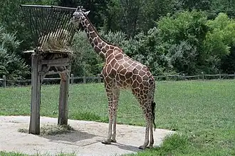 Giraffe at a feeding station