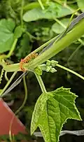 Extrafloral nectar glands[21] in Luffa acutangula and Oecophylla smaragdina ants