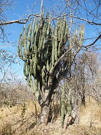 Adult plant growing in Guamuchil, Sinaloa