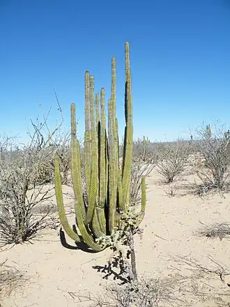 Habitat in Viscaino, Baja California Sur