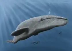 A digital reconstruction of a Pliocene-era Gray whale from Italy, showing similarities to living Gray whales.