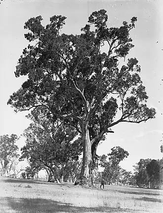Big Tree, ca. 1932