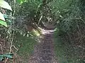 The Yuelarbah Track near Glenrock Lagoon, where the track passes through an old coal railway cutting.