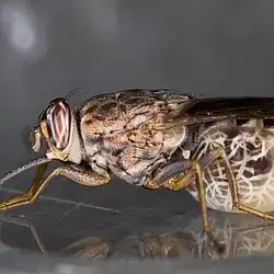 Pregnant female