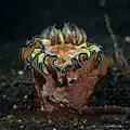 Glossodoris cincta at Wakatobi National Park Indonesia, 2015