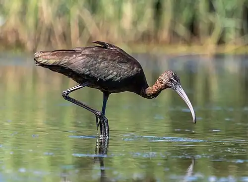 Nonbreeding plumage, in New York