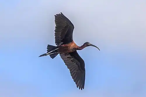 In flight from below, Huelva, Spain