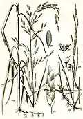 Glyceria fluitans (1) Illustration in: Jakob Sturm: "Deutschlands Flora in Abbildungen", Stuttgart (1796)