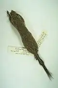 Brown squirrel