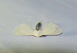photo of a white winged moth