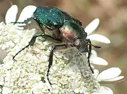 Gnorimus nobilis macedonicus