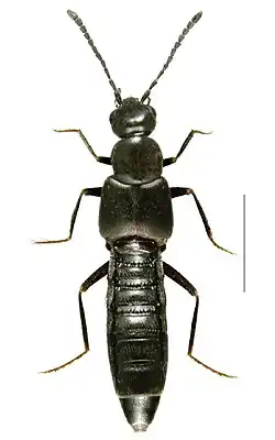 Gnypeta nigrella