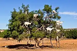 Goats grazing in an argan tree, Morocco