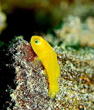 Among goby species, small coral reef-dwelling fishes, is the world's shortest lived vertebrate, the seven-figure pygmy goby, which lives for less than 60 days.[11]