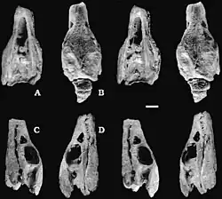 Skull in multiple views