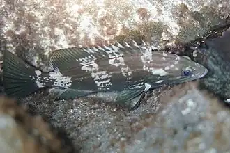 At Tenerife. This colour pattern was first documented in the Adriatic Sea, and is similar to that of the dusky grouper (E. marginatus)[4]