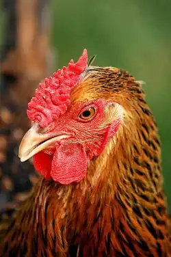 Gold-laced hen