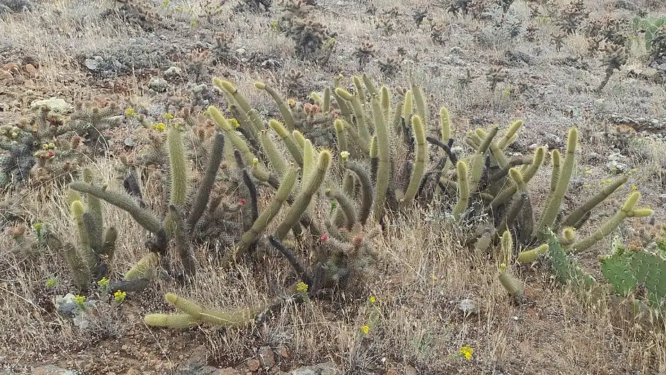 Habitat in San Diego, California