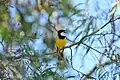 Male singing, Mallacoota, Australia