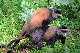 Mating